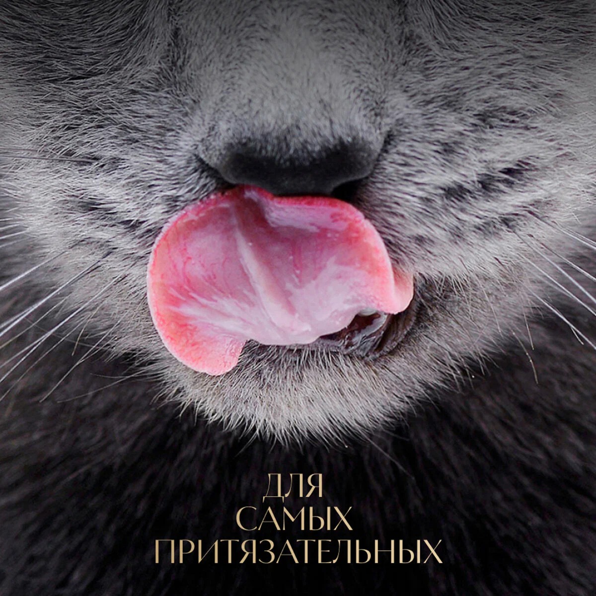 Sheba ломтики в соусе говядина 75 гр